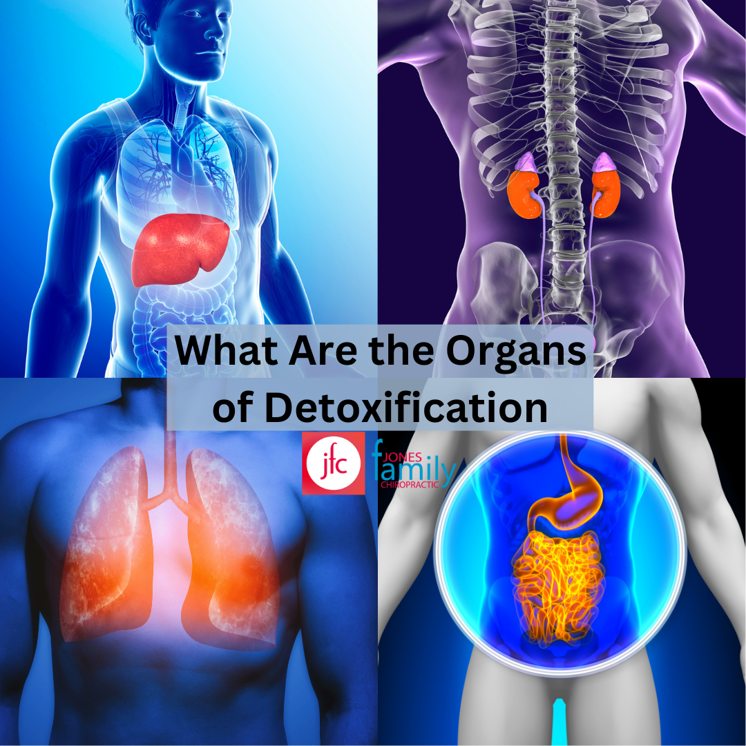 Read more about the article Most Important Organs for Detoxification- Dr. Jason Jones Elizabeth City NC, Chiropractor